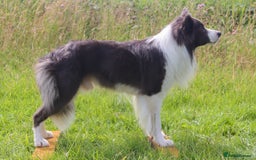 Border Collie dogs for stud: *PROVEN* Blue and White Border Collie Stud in Stoke-on-Trent - Image 13