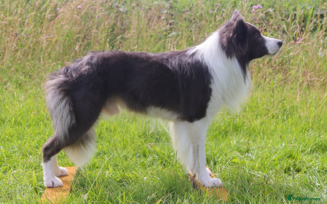 Border Collie dogs for stud: *PROVEN* Blue and White Border Collie Stud in Stoke-on-Trent - Image 13