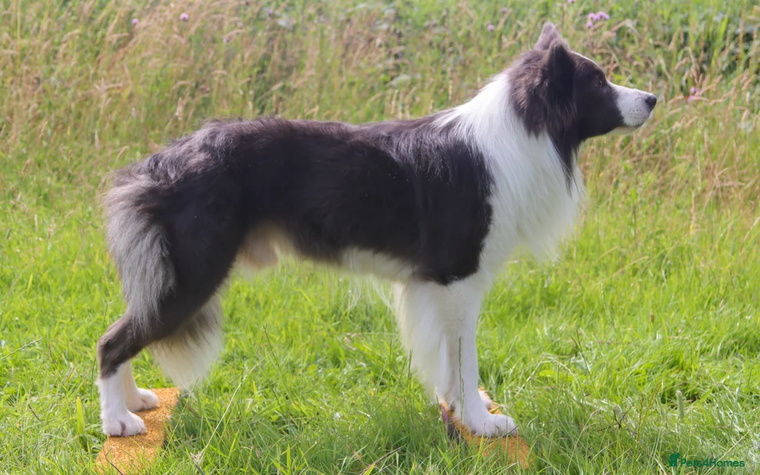 Border Collie dogs for stud: *PROVEN* Blue and White Border Collie Stud in Stoke-on-Trent - Advert 13