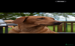 Labrador Retriever dogs for sale: FOX RED LABRADOR PUPPIES  - Image 8