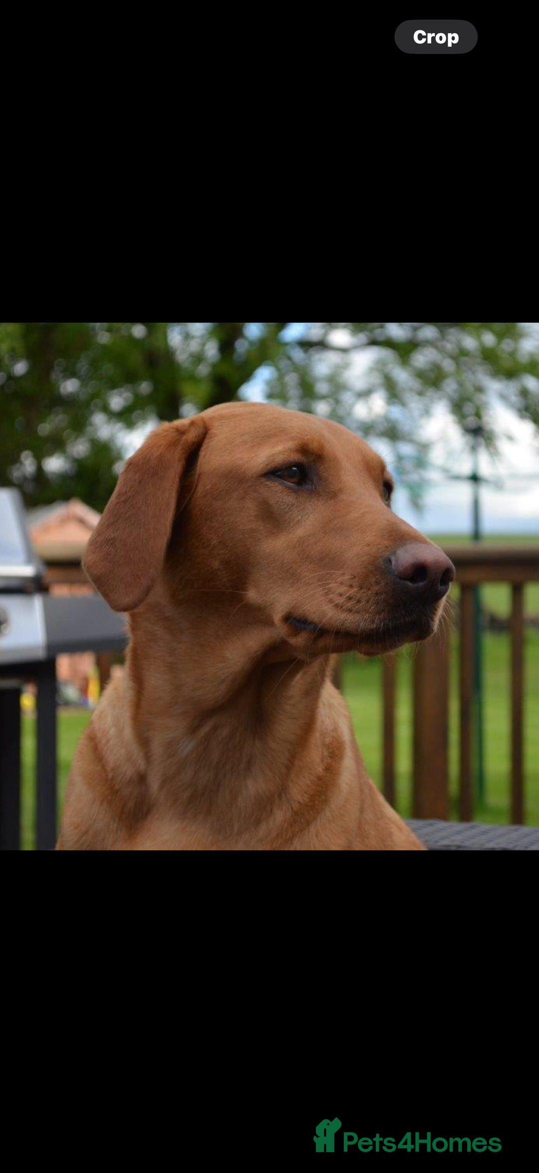 Labrador Retriever dogs for sale: FOX RED LABRADOR PUPPIES  - Image 8