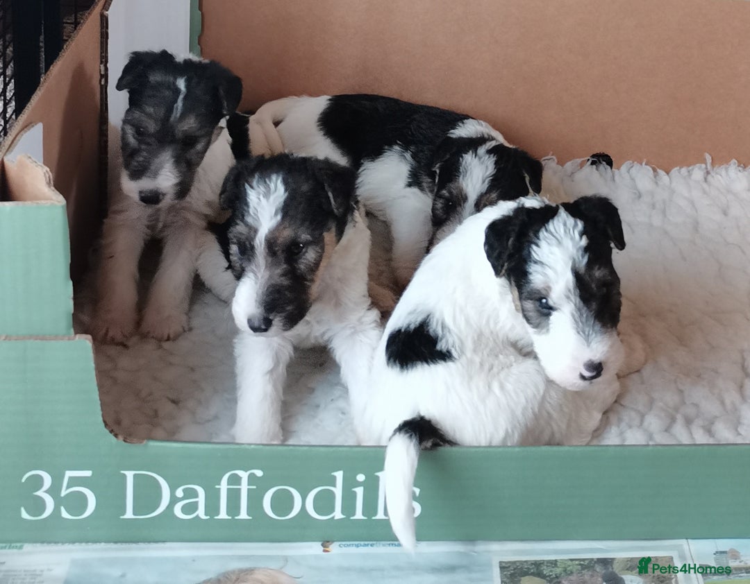 Fox Terrier dogs for sale: Gorgeous Wire Fox Terrier Pups Available. - Image 5