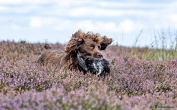 Cocker Spaniel dogs for stud: Working cocker spaniel for stud in Bedale - Image 12