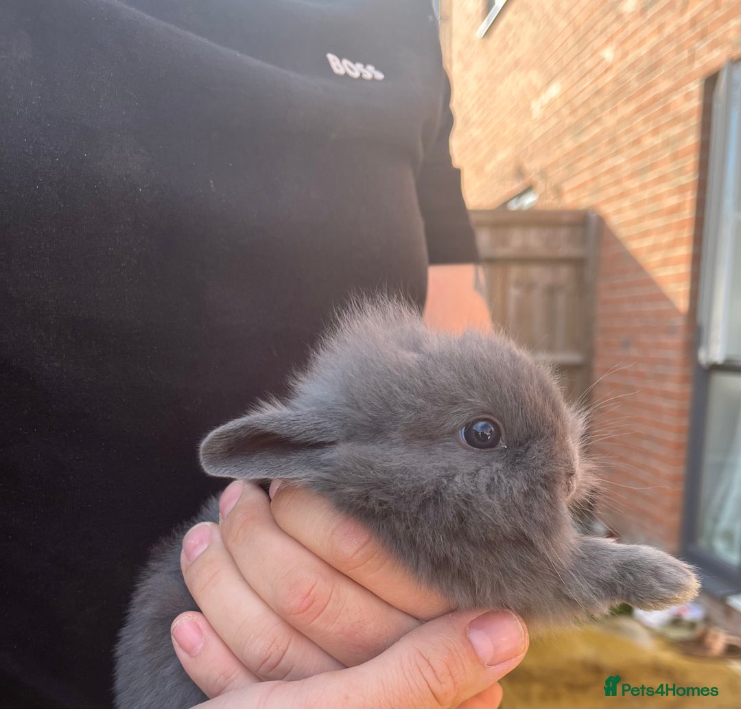 Mini Lop rabbits for sale: A Mix of Mini lop and Mini Lion Lop - Image 10