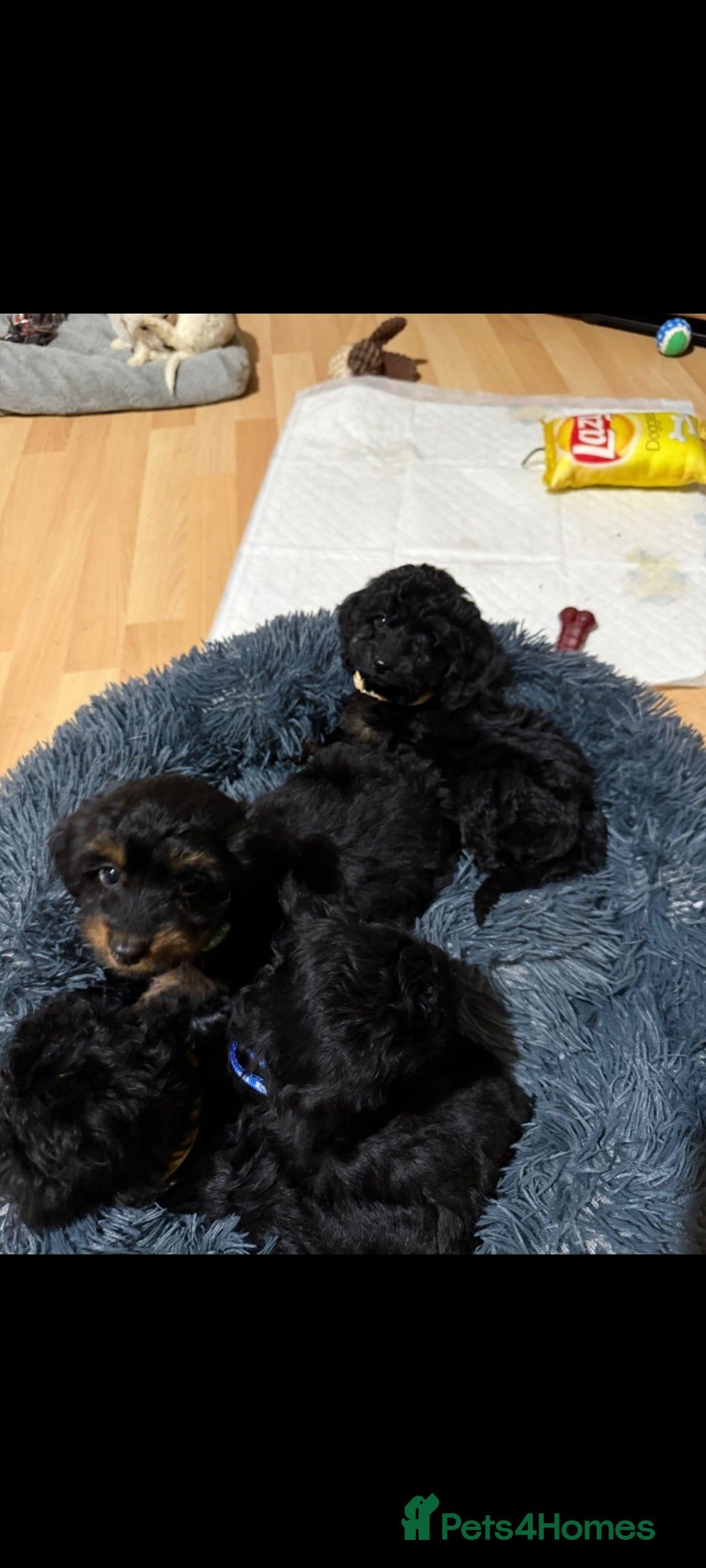 Cockapoo dogs for sale: Beutifull cockapoos  - Image 18