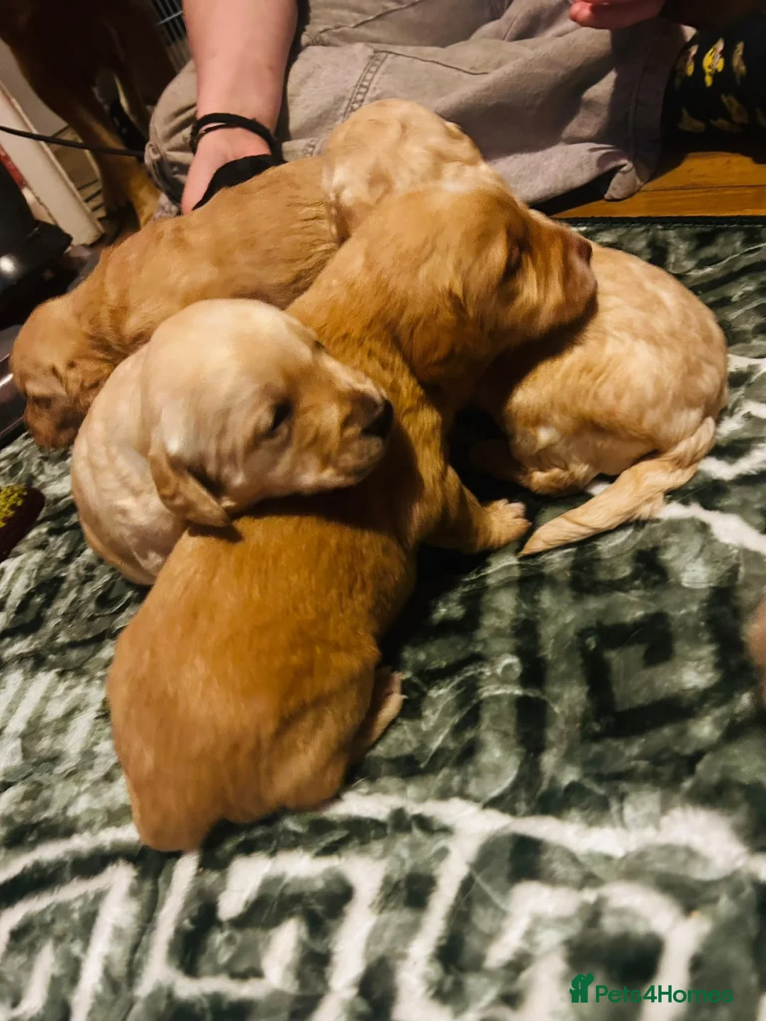 Mixed Breed dogs for sale: 9 Beautiful Puppies for sale - Advert 20