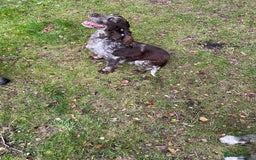Cocker Spaniel dogs for sale: Cocker puppy 1 bitch left 3 boys  - Image 22