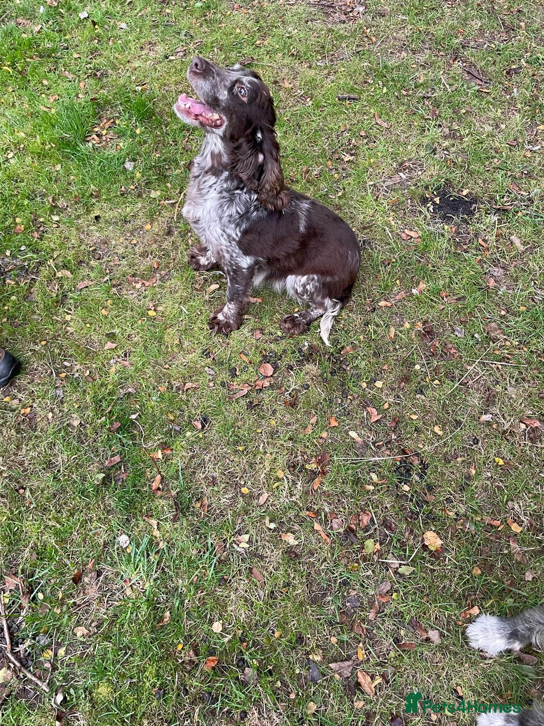 Cocker Spaniel dogs for sale: Cocker puppy 1 bitch left 3 boys  - Image 22
