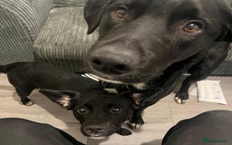 Mixed Breed dogs for sale: 2 female puppies for sale  - Advert 10