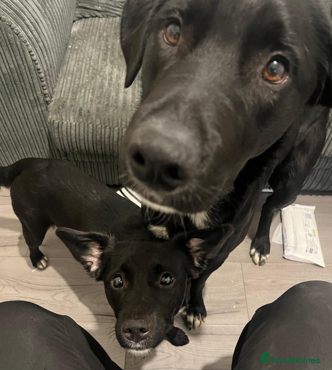 Mixed Breed dogs for sale: 2 female puppies for sale  - Advert 10