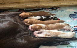 Cavalier King Charles Spaniel dogs for sale: Pugalier Pups ready for their new home!  - Image 23