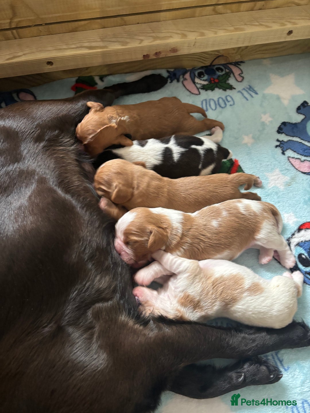 Cavalier King Charles Spaniel dogs for sale: Pugalier Pups ready for their new home!  - Image 23