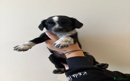 Mixed Breed dogs for sale: Sprollie puppies for sale  - Image 5