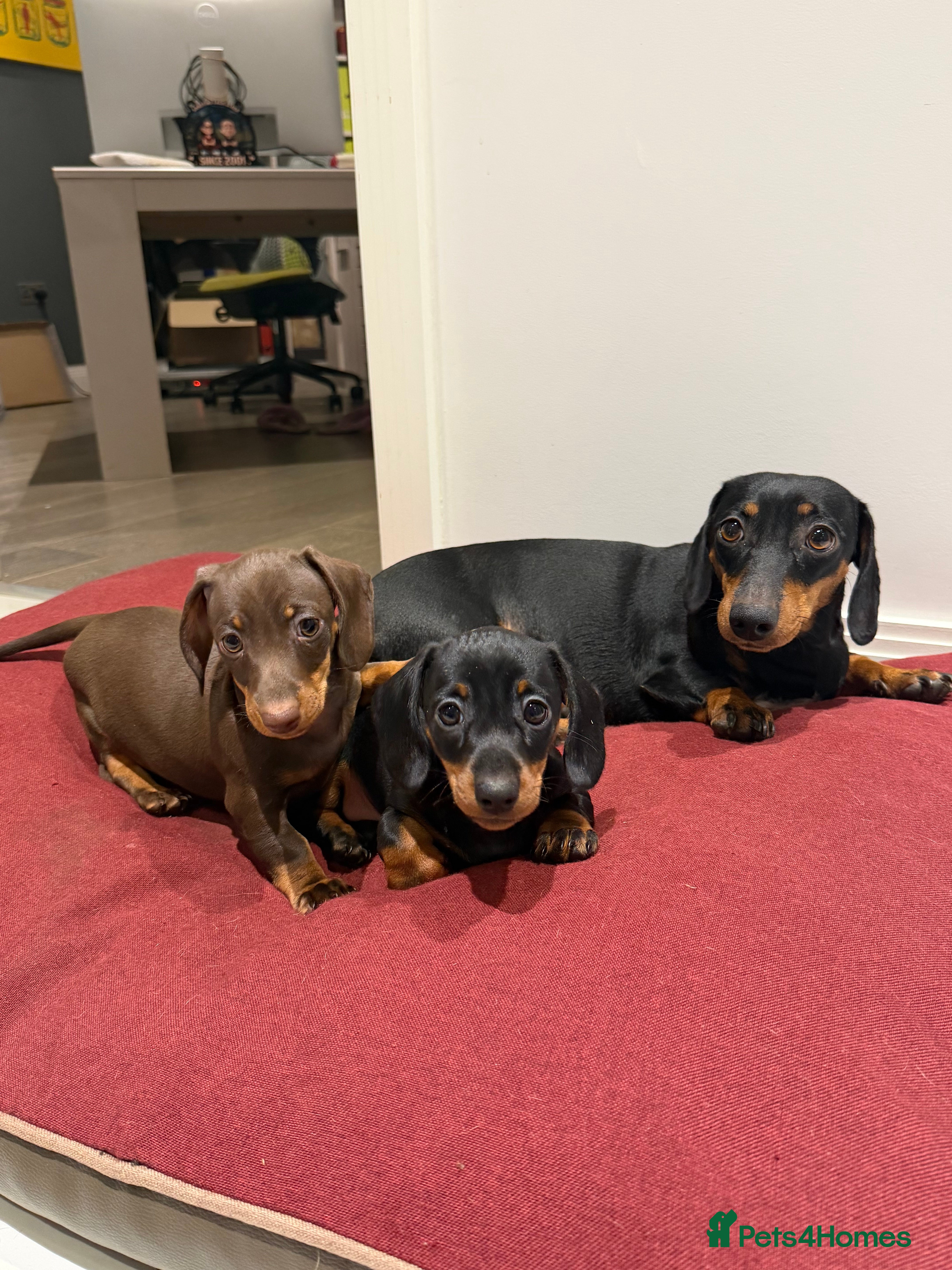 Miniature Dachshund dogs Miniature dachshund puppies - Advert 1