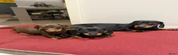 Miniature Dachshund dogs for sale: Miniature dachshund puppies - Advert 1