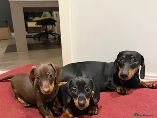 Miniature Dachshund dogs Miniature dachshund puppies - Advert 1