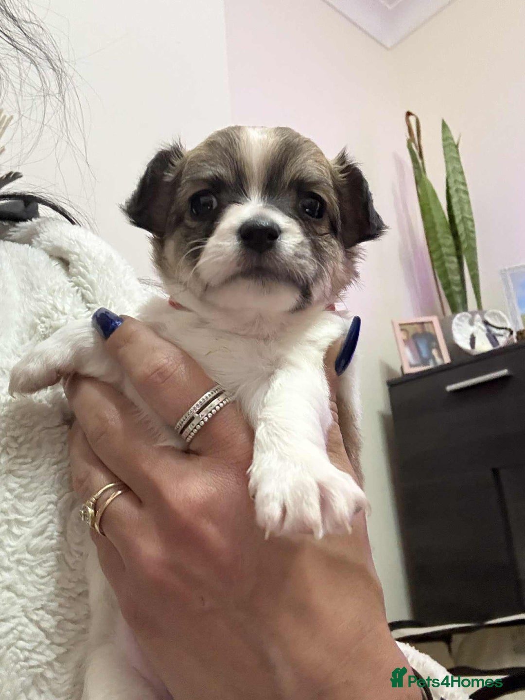 Chihuahua dogs for sale: Chiuahua Puppies - Advert 1