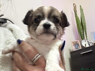 Chihuahua dogs Chiuahua Puppies - Advert 9