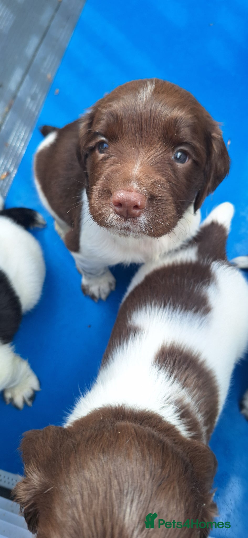 English Springer Spaniel dogs KC Working Springer Spaniel Puppies Heavily marked - Advert 6