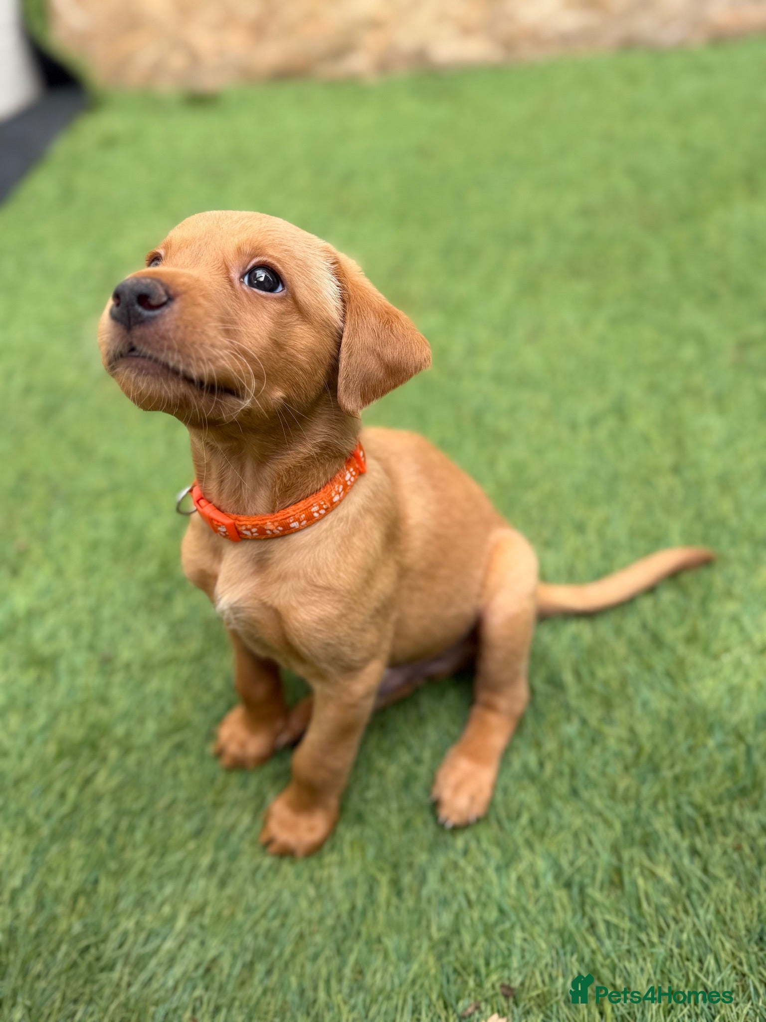 Labrador Retriever dogs KC Registered Fox Red Labrador Puppies - Advert 11