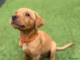 Labrador Retriever dogs KC Registered Fox Red Labrador Puppies - Advert 11