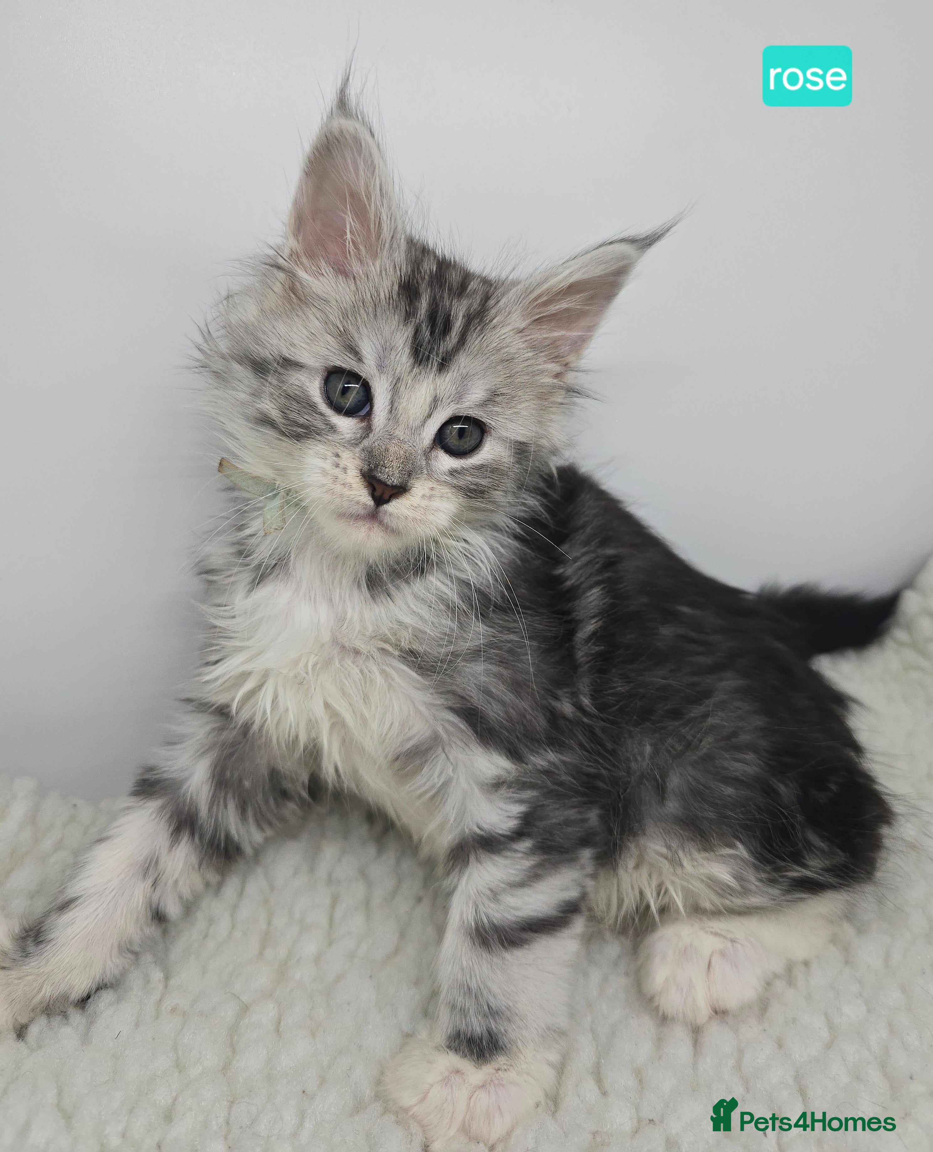 Maine Coon cats Stunning Silver Tica Pedigree Maine Coon Kittens - Advert 9