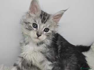 Maine Coon cats Stunning Silver Tica Pedigree Maine Coon Kittens - Advert 16