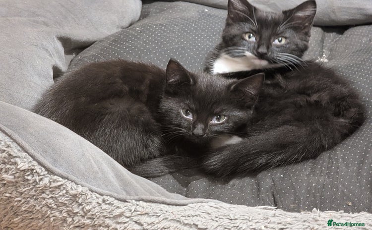 Mixed Breed cats - Advert 7