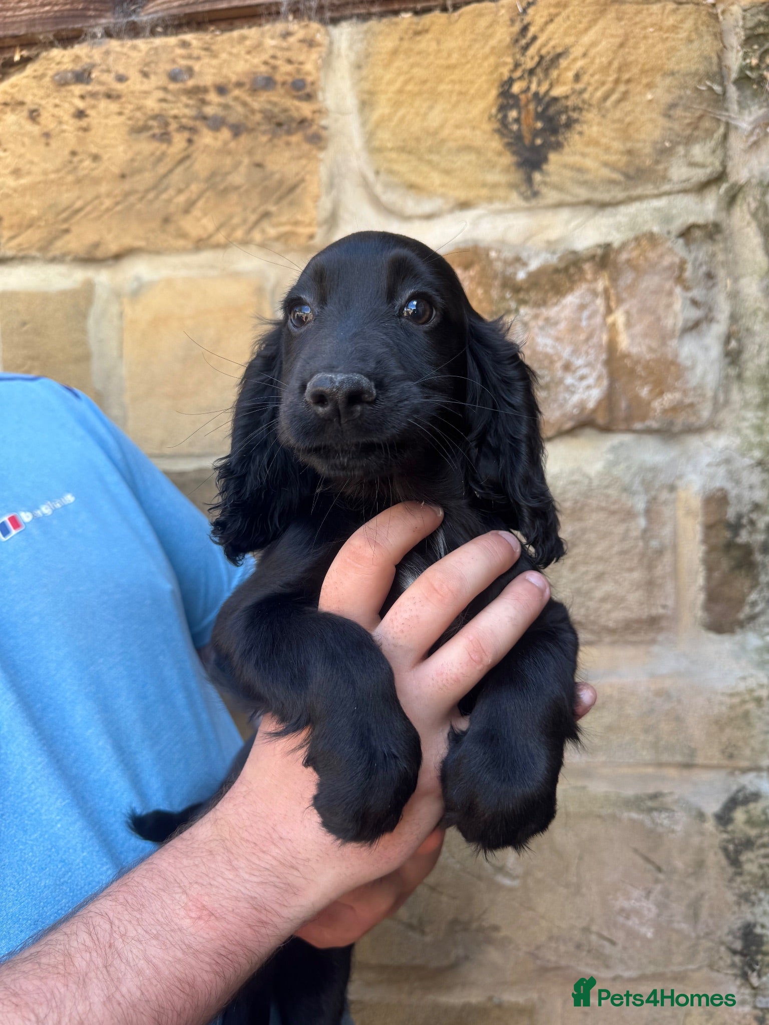 Cocker Spaniel dogs Exceptional working line KC Cocker spaniel pups - Advert 1