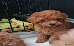Toy Poodle dogs for sale: Tiny kc Russian background toy poodle poppies  - Image 24