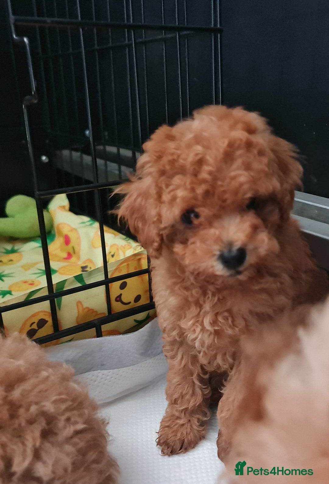 Toy Poodle dogs for sale: Tiny kc Russian background toy poodle poppies  - Image 24