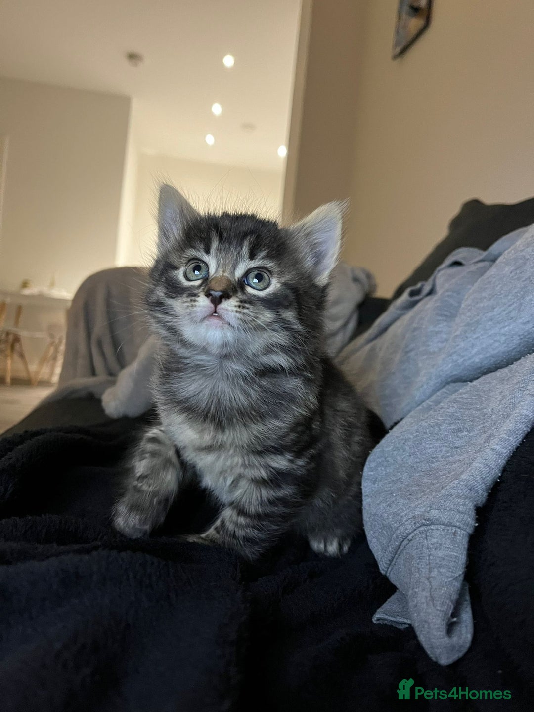 British Shorthair cats for sale: Beautiful playful kittens  - Advert 4