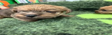 Norfolk Terrier Puppy 2