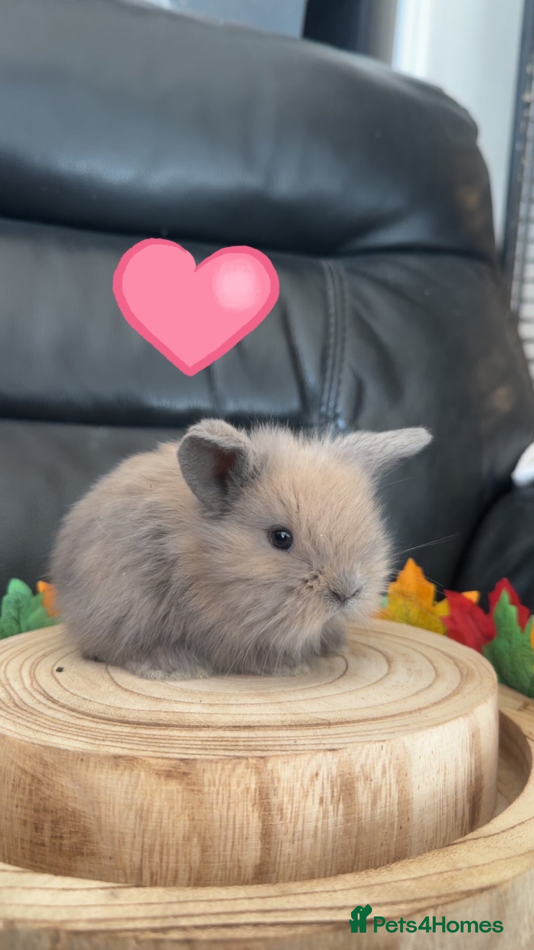 Mini Lop rabbits for sale: Mini lop lion heads  - Advert 1