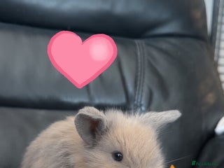 Mini Lop rabbits Mini lop lion heads - Advert 13