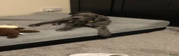 Great Dane dogs for sale: Great Dane Looking For Loving New Home - Advert 18