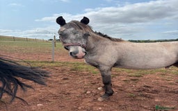 Welsh Section D horses for sale: 3 babies for sale - Image 6