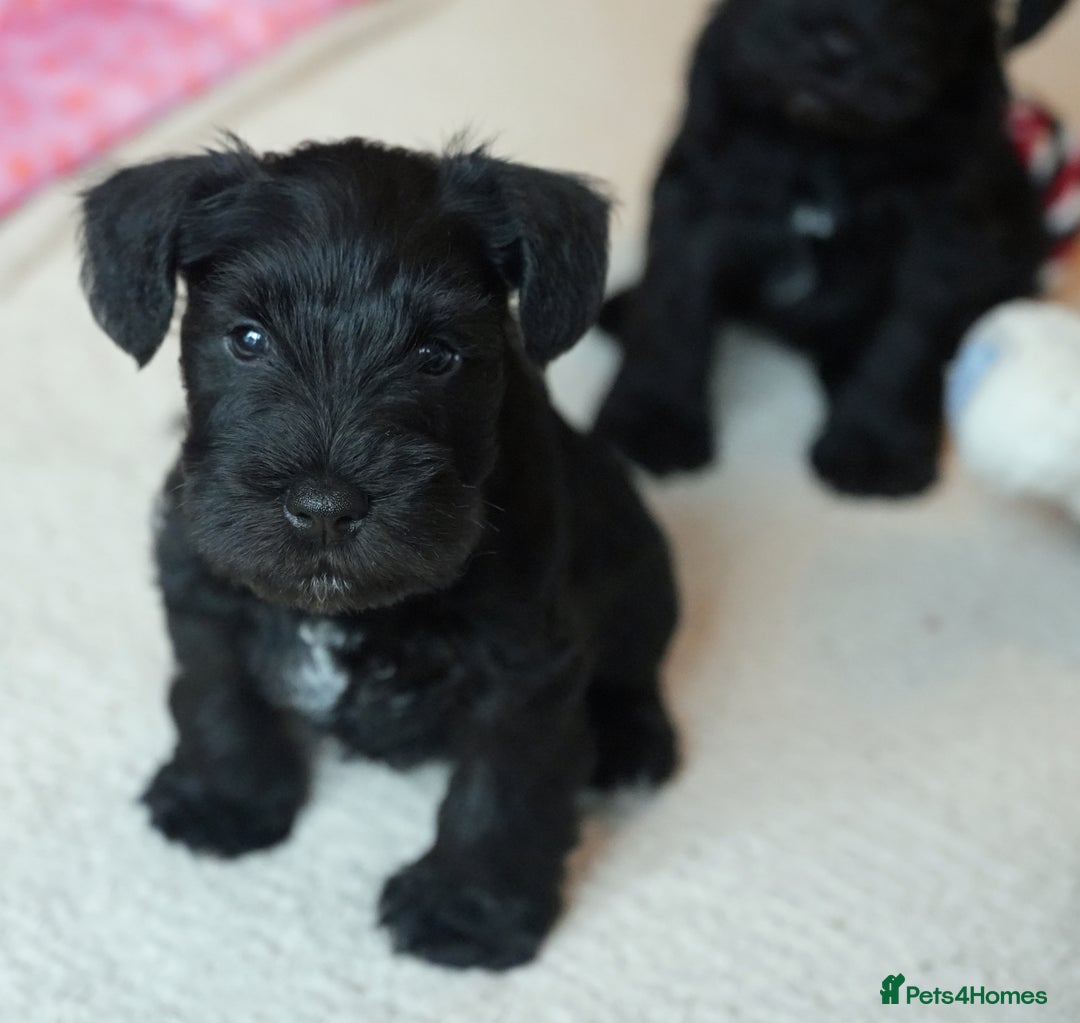 Miniature Schnauzer dogs for sale: KC registered Miniature Schnauzers lovingly reared - Image 3