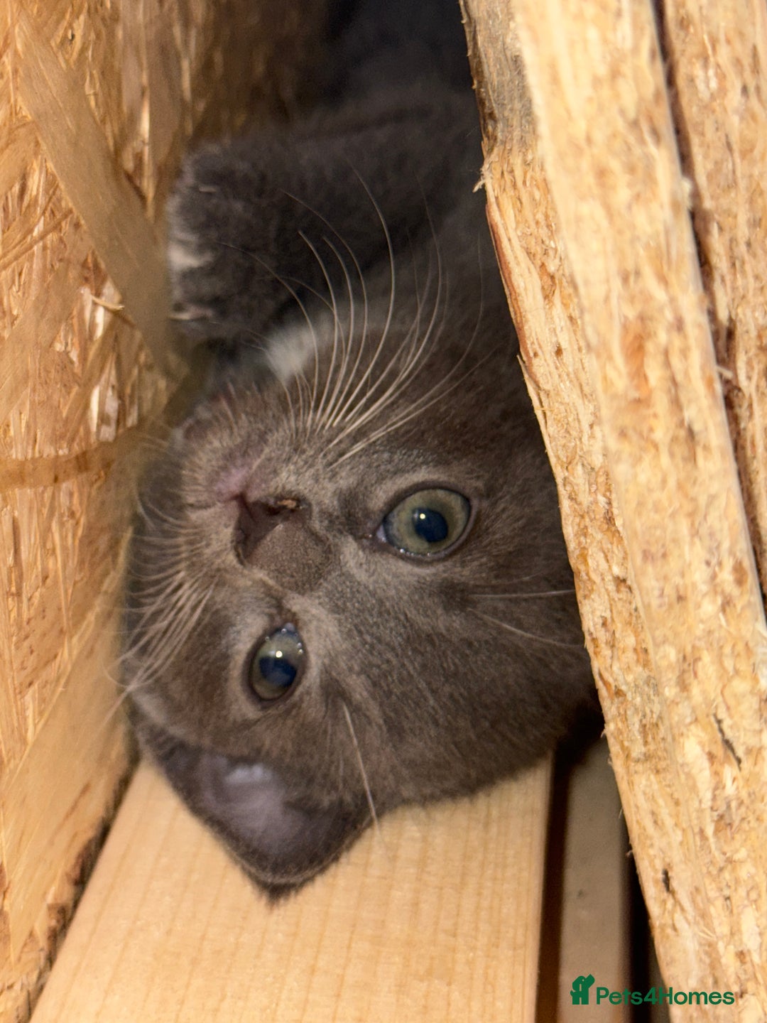 British Shorthair cats for sale: British shorthair kittens  - Image 5
