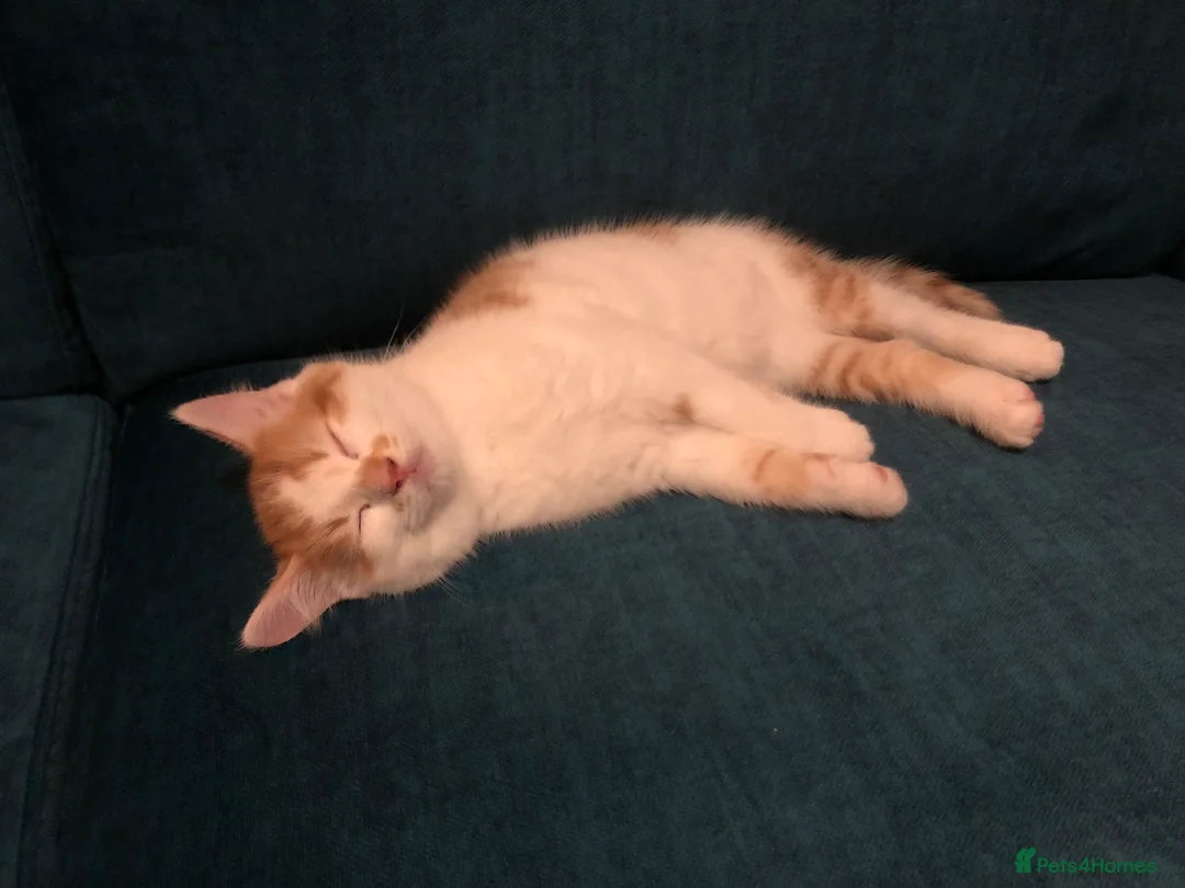 Mixed Breed cats for sale: 3 darling kittens looking for new homes - Advert 17