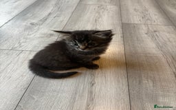Mixed Breed cats for sale: Adorable kittens for sale  - Image 3