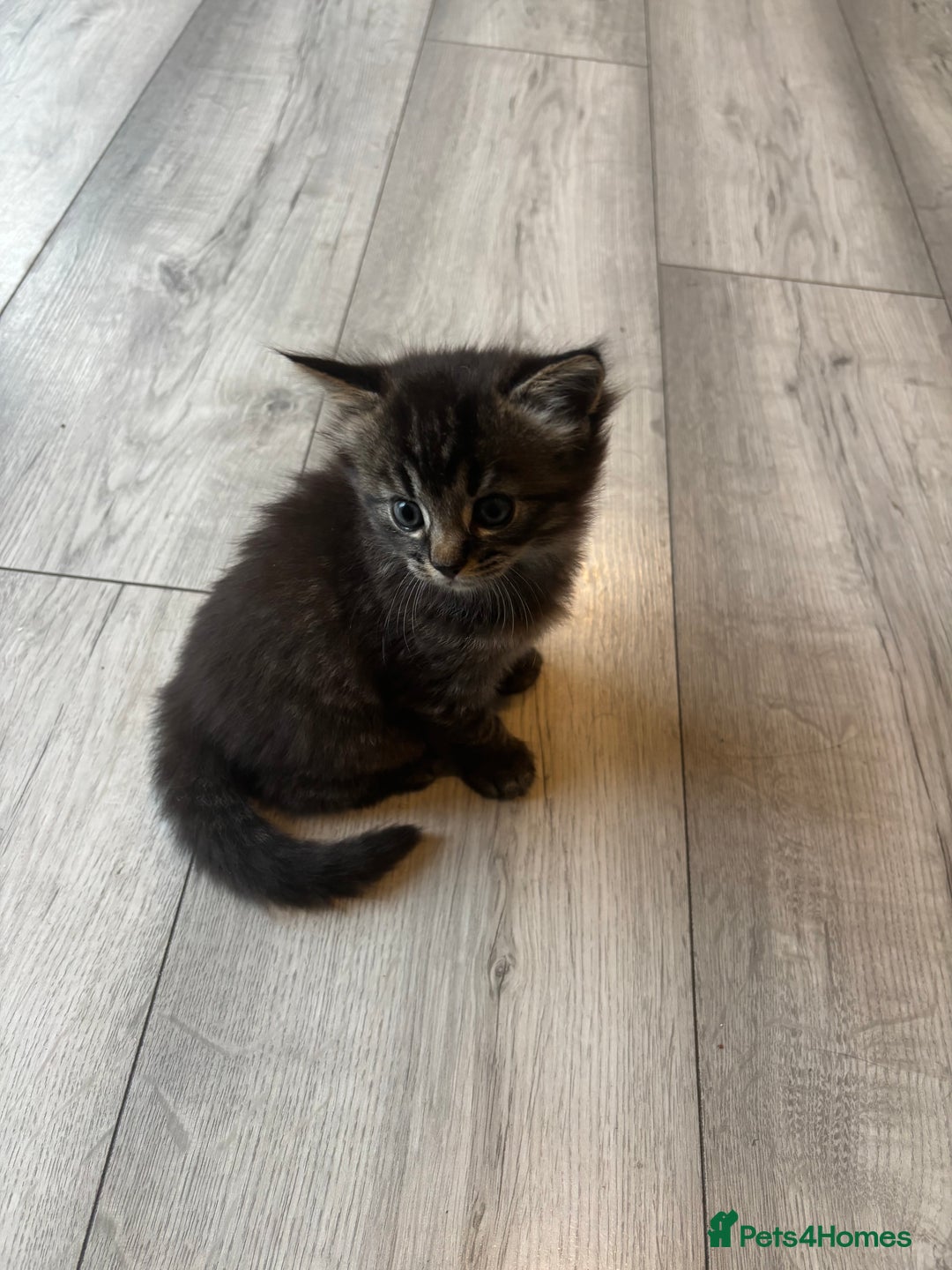 Mixed Breed cats for sale: Adorable kittens for sale  - Image 3