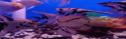 Other/Mixed Breed fish for sale: Full Aquatic Stocklist Manchester Pet's & Aquatics - Advert 2