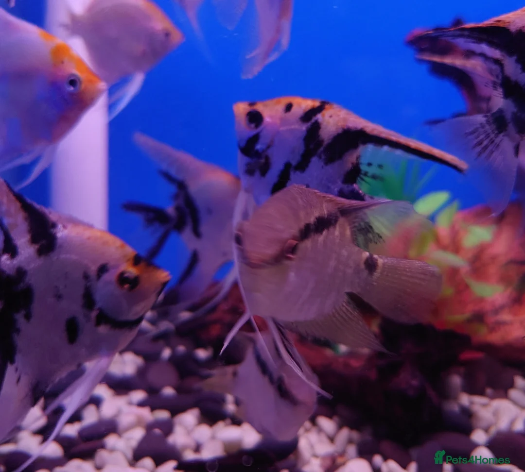 Other/Mixed Breed fish for sale: Full Aquatic Stocklist Manchester Pet's & Aquatics - Advert 2