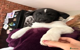 Mixed Breed dogs for sale: Labrakita - Image 18