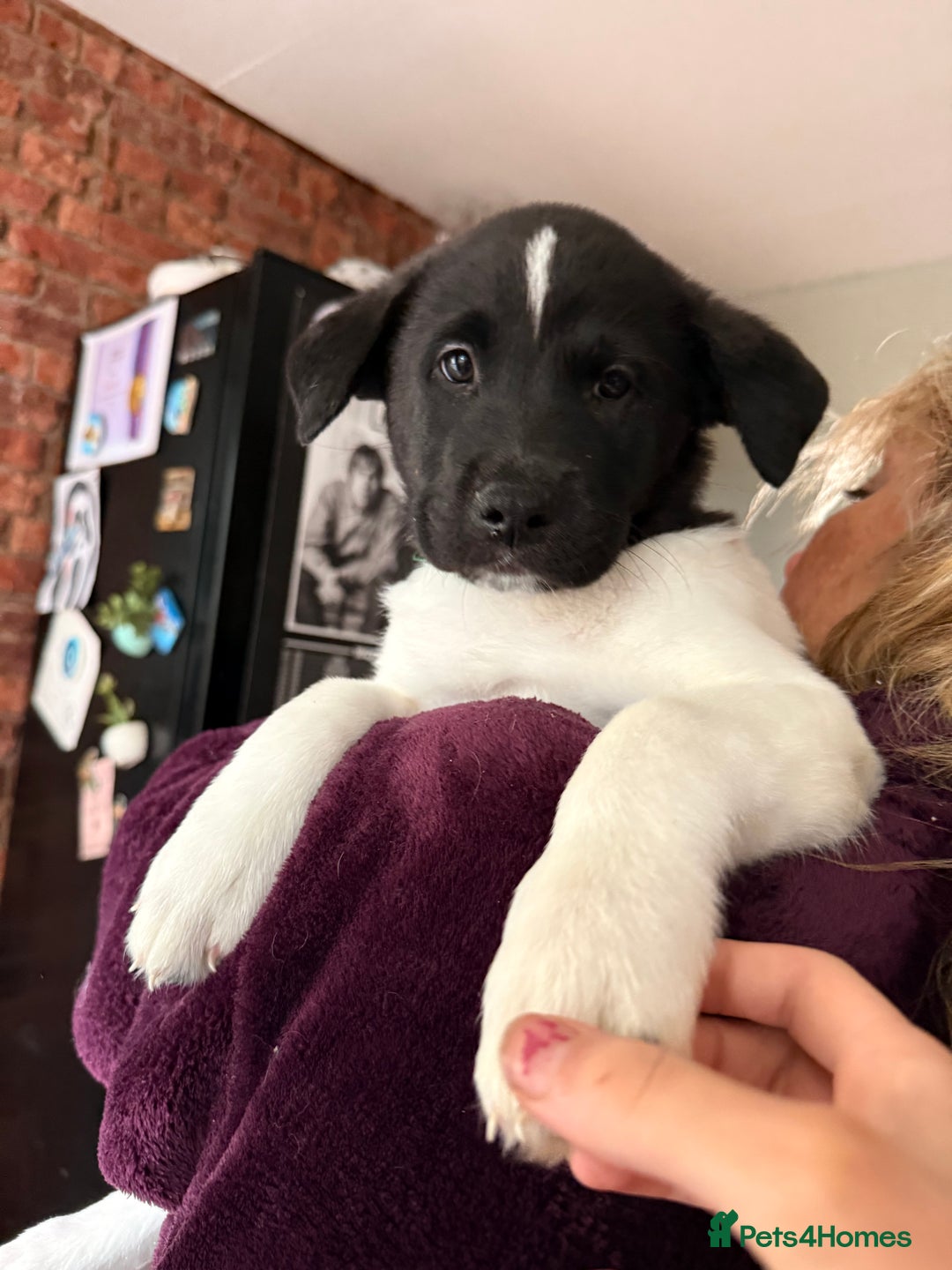 Mixed Breed dogs for sale: Labrakita - Image 18