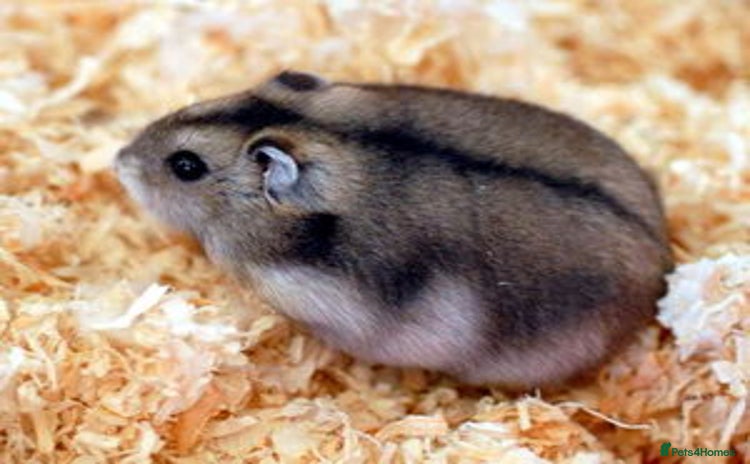 Hamster rodents - Advert 1