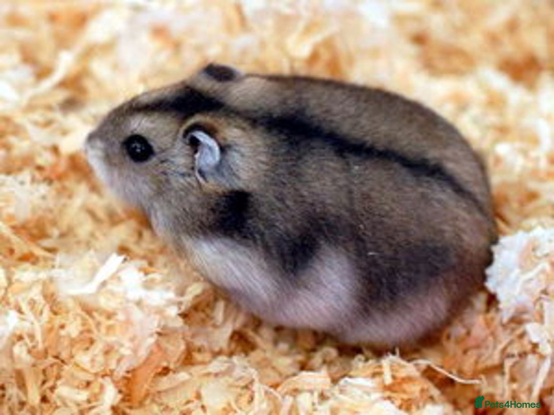 Hamster rodents for sale: Russian hamster  - Image 1