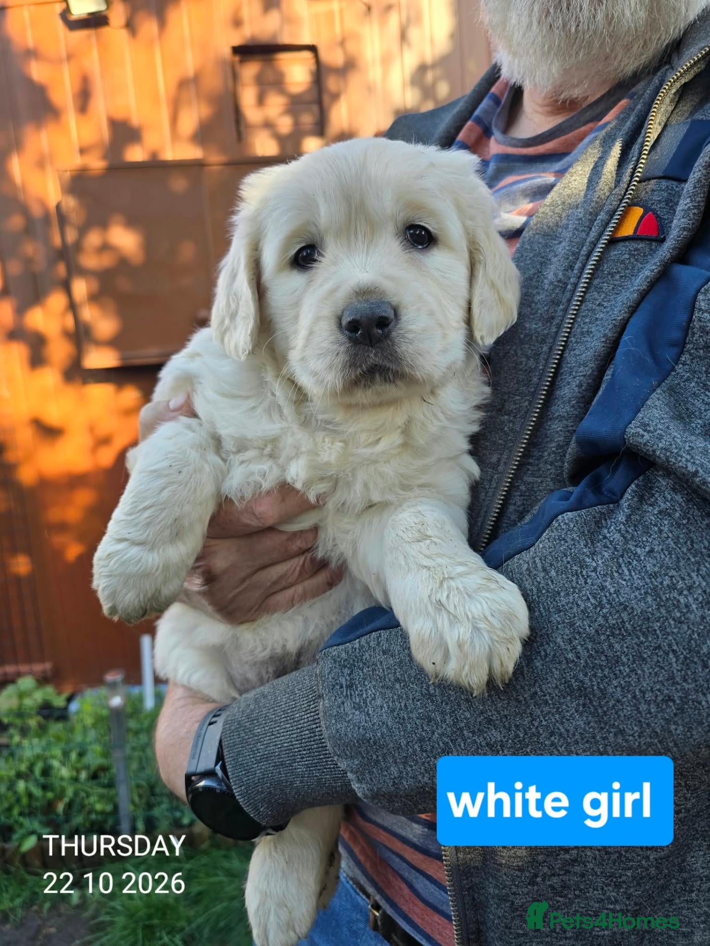 Golden Retriever dogs for sale: Beautiful fluffy Golden Retriever puppies kc reg - Advert 3