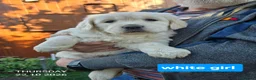 Golden Retriever dogs for sale: Beautiful fluffy Golden Retriever puppies kc reg - Advert 1